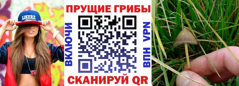 Купить  Тверь  Галлюциногенные грибы Magic Shrooms 